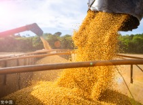 中国粮食进口呈现“量减价增”趋势